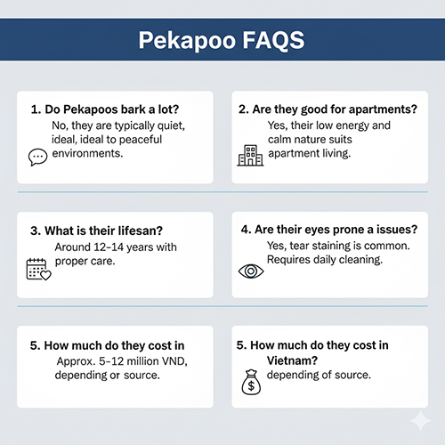FAQ Pekapoo – Poodle lai Bắc Kinh: ít sủa, hợp nuôi chung cư, sống 12–14 năm, dễ chảy nước mắt cần vệ sinh thường xuyên, giá 5–12 triệu tại Việt Nam