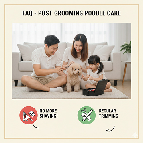Gia đình cùng chăm sóc và cắt tỉa cho chó Poodle – FAQ sau cạo lông máu: không cạo lại, chỉ duy trì tỉa định kỳ