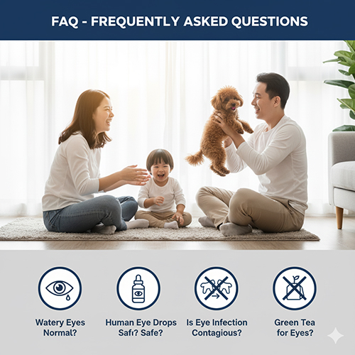FAQ chó Poodle bị đau mắt: chảy nước mắt sống, thuốc nhỏ mắt người, bệnh có lây không, rửa mắt bằng trà xanh