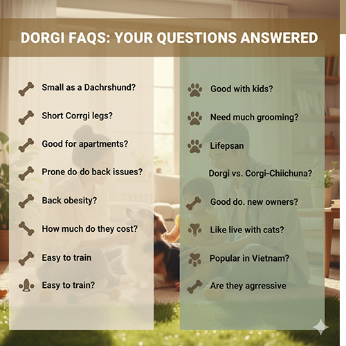 ❓ FAQ – Giải đáp thắc mắc về Corgi lai Lạp xưởng (Dorgi): kích thước, tính cách, sức khỏe, giá bán