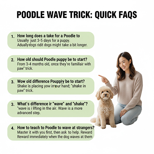FAQ nhanh về trick vẫy tay chào của chó Poodle