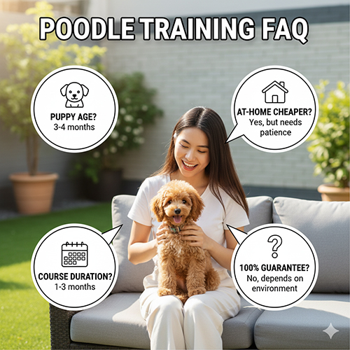 FAQ về giá huấn luyện chó Poodle: độ tuổi, thời gian, chi phí và cam kết