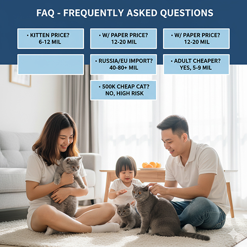 FAQ giá mèo Anh lông ngắn xám xanh 2025