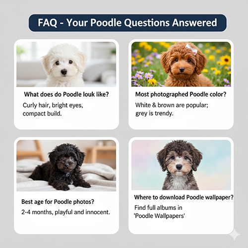 FAQ giải đáp về hình ảnh chó Poodle: màu lông, tuổi chụp đẹp, wallpaper