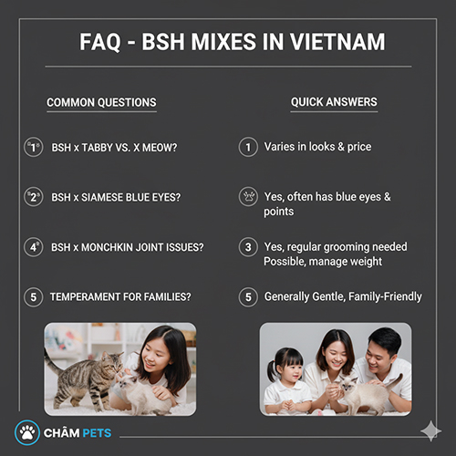 Câu hỏi thường gặp về mèo Anh lông ngắn lai tại Việt Nam – đặc điểm, giá, sức khỏe, nơi mua