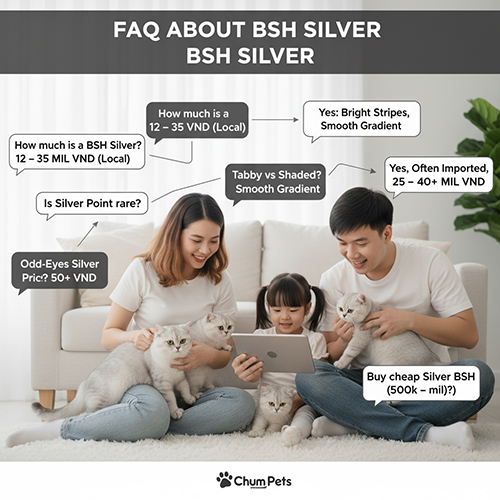Giải đáp câu hỏi thường gặp về mèo Anh lông ngắn silver và giá bán 2025