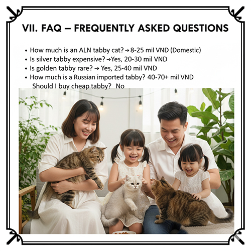 Câu hỏi thường gặp về mèo Anh lông ngắn tabby 2025