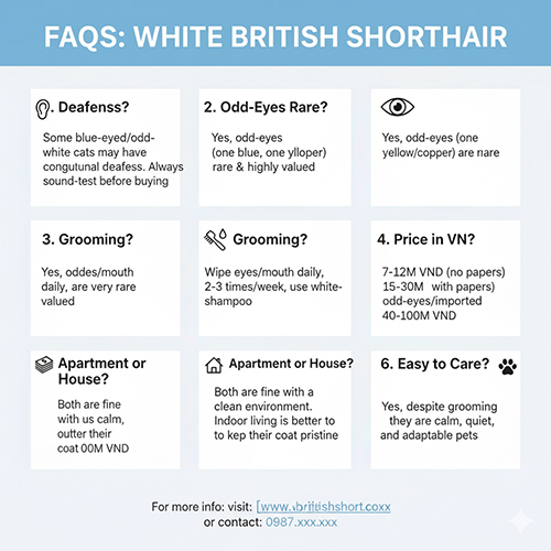 FAQ mèo Anh lông ngắn trắng (British Shorthair White) – giải đáp về điếc bẩm sinh, odd-eyes hiếm, cách chăm sóc lông, giá bán, môi trường sống và độ dễ nuôi.