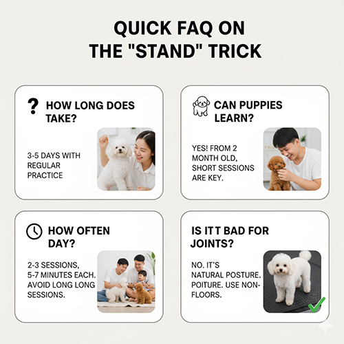 Câu hỏi thường gặp khi dạy chó Poodle đứng