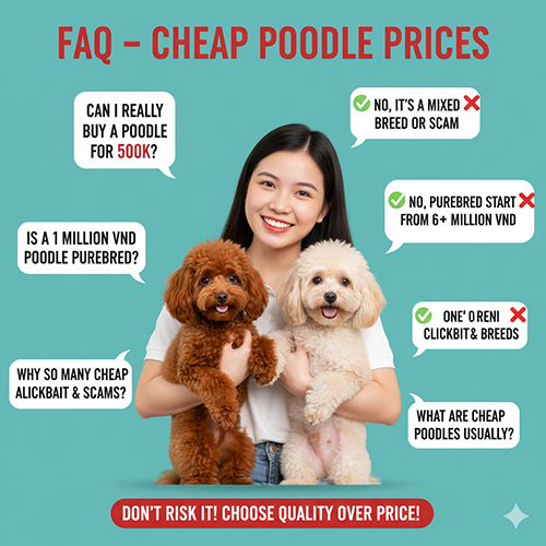 FAQ chó Poodle giá rẻ 500k–2tr – Giải đáp thắc mắc thường gặp