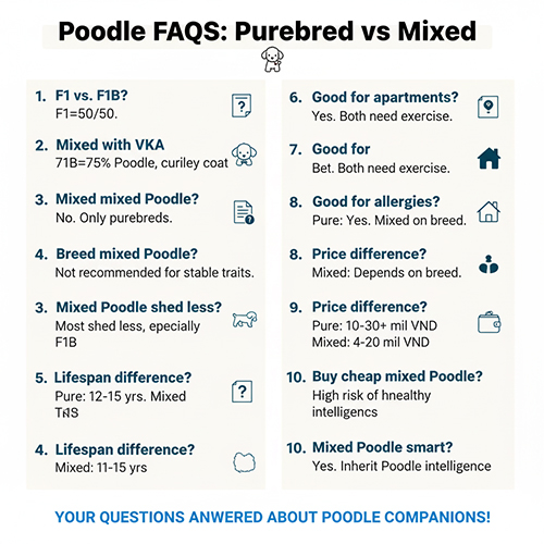 FAQ Poodle thuần vs lai: khác biệt F1 – F1B, giấy VKA, khả năng nhân giống, rụng lông, tuổi thọ, giá bán, phù hợp căn hộ và người dị ứng