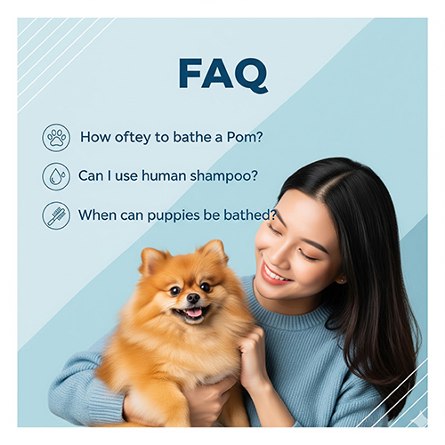 FAQ sữa tắm cho chó Phốc sóc: độ tuổi, tần suất và loại phù hợp