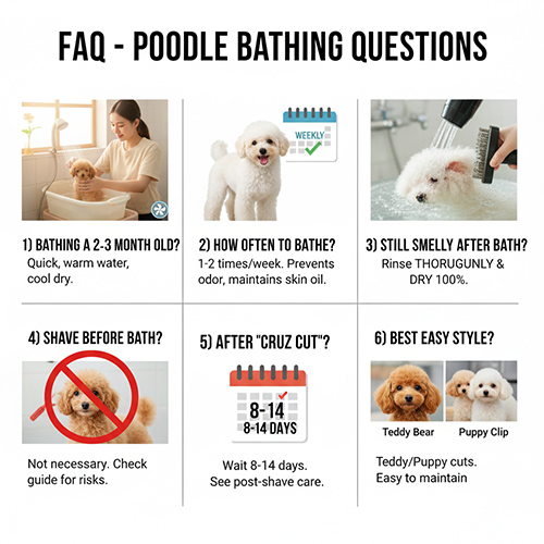 FAQ tắm cho Poodle – Giải đáp thắc mắc về lịch tắm, cách tắm cho chó 2–3 tháng, xử lý mùi hôi sau tắm và cạo lông máu