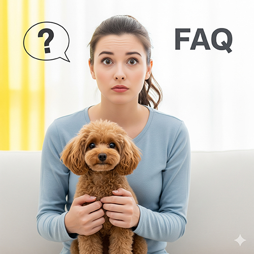 FAQ Toy Poodle – câu hỏi thường gặp về cân nặng, chiều cao, tuổi thọ, giá bán, chăm sóc và huấn luyện