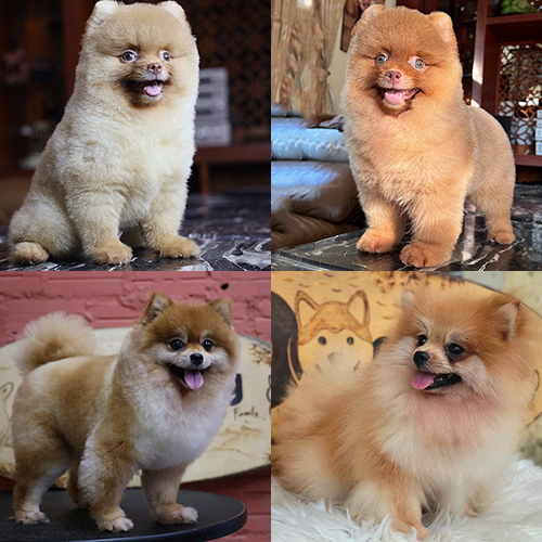 Tổng hợp chó Phốc Sóc mặt gấu và mặt cáo – so sánh ngoại hình, giá bán, ưu nhược điểm