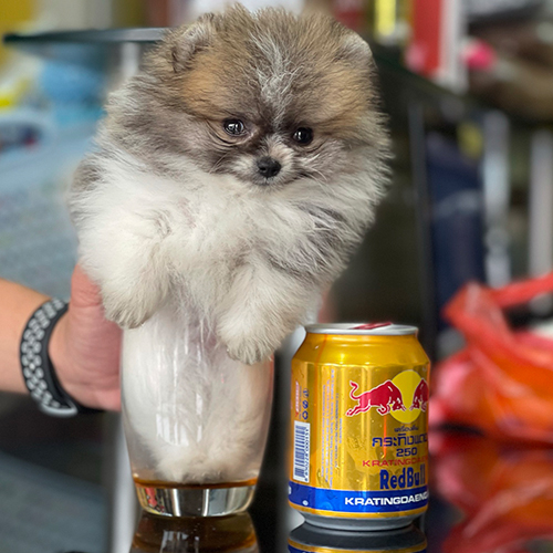Chó Phốc Sóc teacup màu hiếm Parti bên lon RedBull – bảng giá Pom Merle, Parti, Chocolate, mắt 2 màu 2025