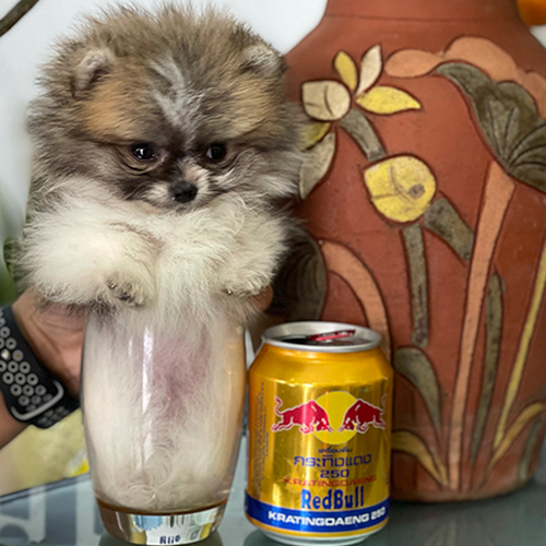 Chó Phốc Sóc mini teacup màu vàng đực siêu nhỏ bên cạnh lon Red Bull – giá chó Phốc Sóc mini 2025