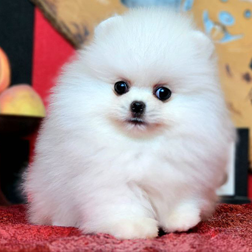 Chó Phốc Sóc (Pomeranian) trắng dễ thương – minh họa bảng giá chó Phốc Sóc trên thị trường.