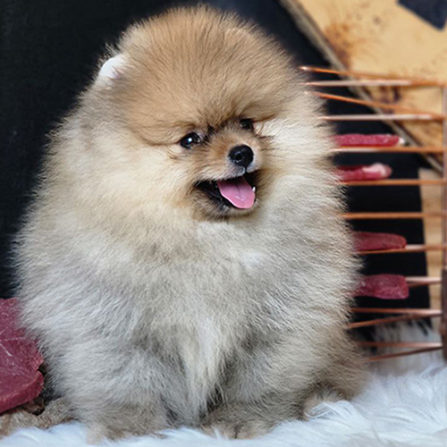 Chó Phốc Sóc màu vàng nâu bông xù đáng yêu – bảng giá chó Phốc Sóc theo màu lông 2025