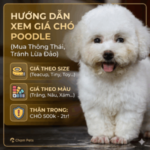 Ảnh graphic Chạm Pets hướng dẫn xem giá chó Poodle: cảnh báo lừa đảo chó 500k-2tr, giá theo size, giá theo màu.