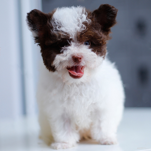 Chó Poodle con 2–3 tháng tuổi màu bò sữa nâu socola dễ thương