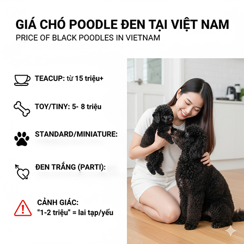 Giá chó Poodle đen tại Việt Nam – Toy, Tiny, Teacup, Standard