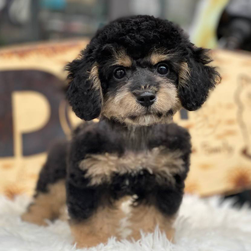 Giá chó Poodle Phantom tại Việt Nam – Toy/Tiny 10–15 triệu, Teacup 20 triệu+, Standard hiếm và giá cao