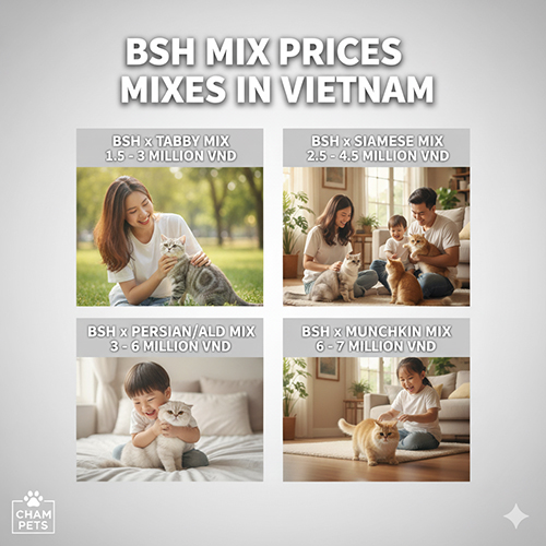 Giá mèo Anh lông ngắn lai tại Việt Nam – Bảng giá theo các kiểu lai phổ biến