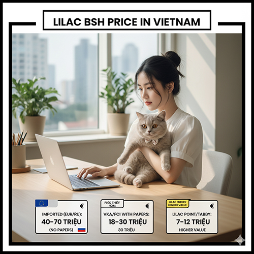Câu hỏi thường gặp về mèo Anh lông ngắn lilac và sự khác biệt với xám xanh