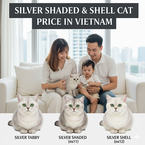 Bảng giá mèo Anh lông ngắn Silver Shaded (ns11) và Silver Shell (ns12) tại Việt Nam, so sánh cùng Silver Tabby