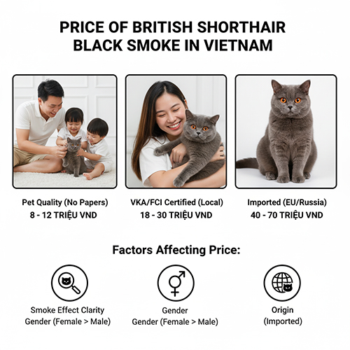 Bảng giá mèo Anh lông ngắn Black Smoke tại Việt Nam với các mức pet, có giấy VKA/FCI và nhập khẩu