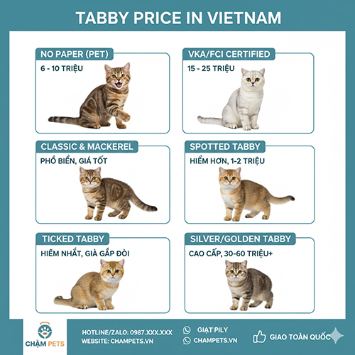 Bảng giá mèo Anh lông ngắn tabby tại Việt Nam theo từng biến thể classic, mackerel, spotted, ticked và silver/golden