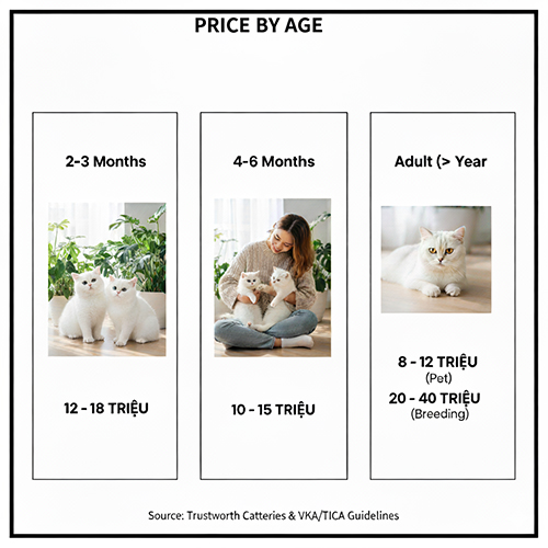 Giá mèo Anh lông ngắn trắng theo độ tuổi