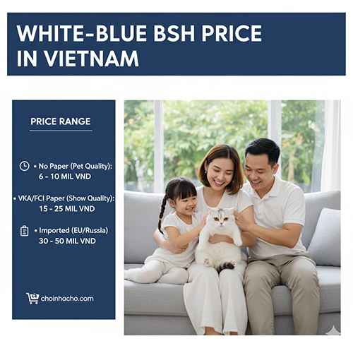 Gia đình vui vẻ bên mèo Anh lông ngắn trắng xám (British Shorthair White-Blue) trên ghế sofa