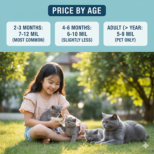 Giá mèo Anh lông ngắn xám xanh theo độ tuổi 2025