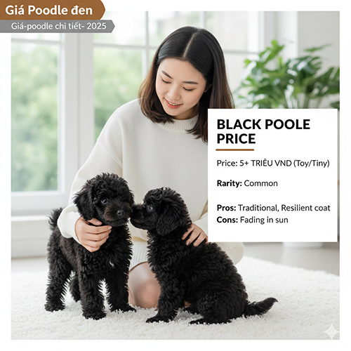 Giá Poodle đen 2025 – Màu truyền thống, phổ biến, giá từ 5+ triệu tại Việt Nam