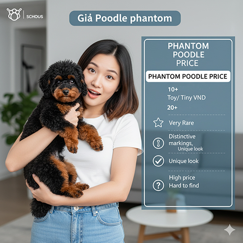 Giá Poodle phantom 2025 – Màu hiếm với pattern 2 màu, giá từ 10+ triệu tại Việt Nam