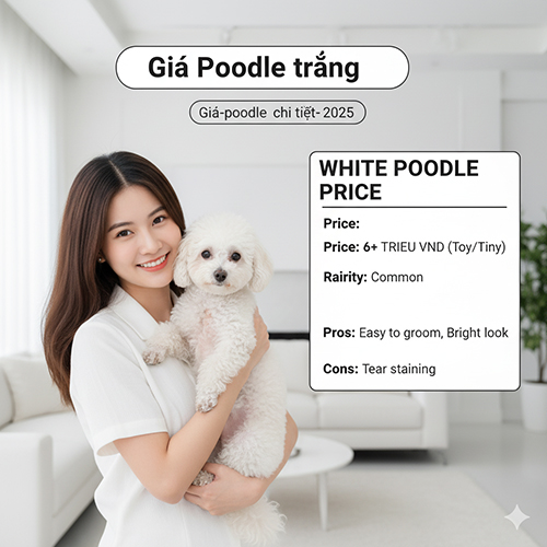 Giá Poodle trắng 2025 – Phổ biến, dễ nuôi, giá từ 6+ triệu tại Việt Nam