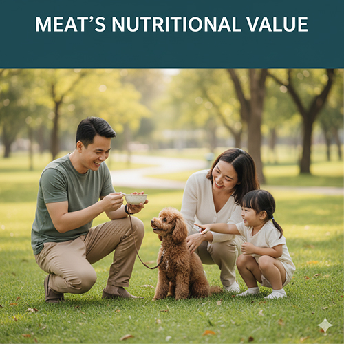 Giá trị dinh dưỡng của thịt cho chó Poodle – giàu protein, vitamin nhóm B, khoáng chất và omega-3
