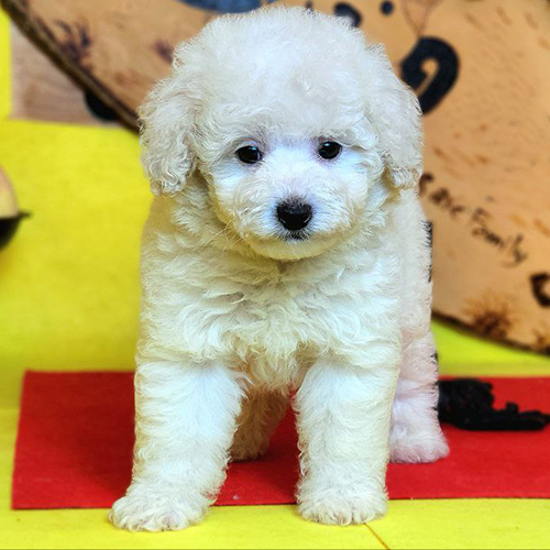 Hình ảnh chó Poodle kem – Toy, Tiny, Teacup đáng yêu, lông xoăn sáng màu kem