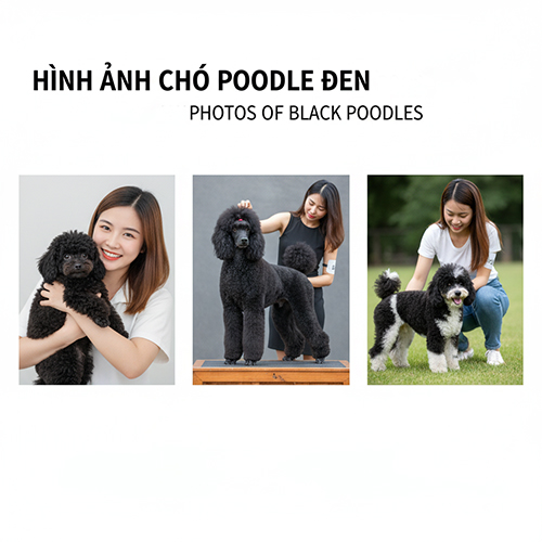 Hình ảnh chó Poodle đen – Toy, Standard và đen trắng mini