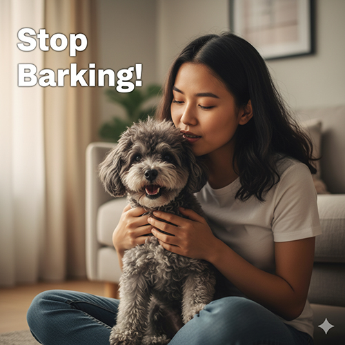 Cô gái ôm chú chó Poodle xám trong phòng khách, minh họa dạy lệnh “Im” để kiểm soát sủa nhiều và hành vi xấu.