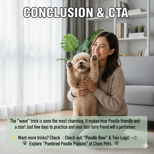 Kết luận và CTA – Trick vẫy tay chào của chó Poodle