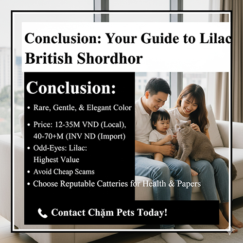 Kết luận & CTA – Giá mèo Anh lông ngắn lilac 2025, cảnh báo mèo giá rẻ và gợi ý mua uy tín