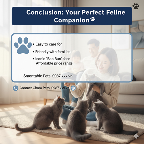 Kết luận & liên hệ Chạm Pets về mèo Anh lông ngắn xám xanh (British Shorthair Blue) – giống mèo quốc dân, dễ nuôi và thân thiện.