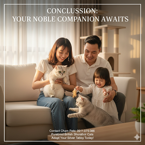 Mèo Anh lông ngắn silver tabby quý phái trong gia đình Việt