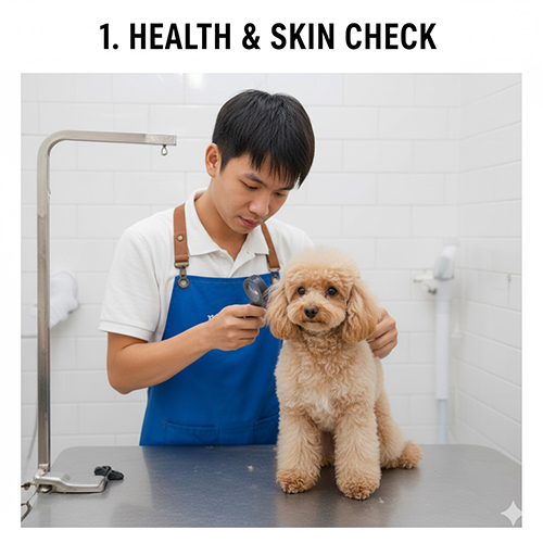 Kỹ thuật viên spa thú cưng kiểm tra da và lông chó Poodle trước khi grooming