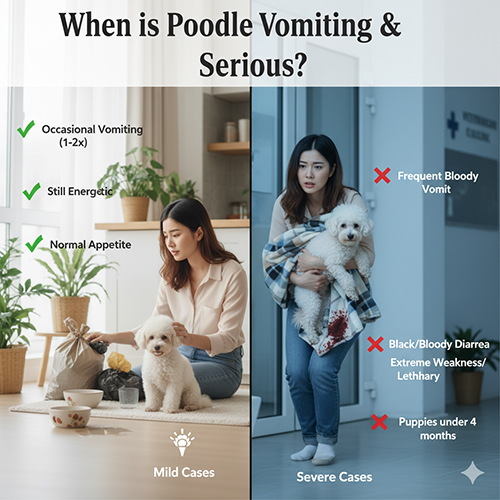Khi nào chó Poodle nôn và đi ngoài là nguy hiểm – phân biệt trường hợp nhẹ và nặng
