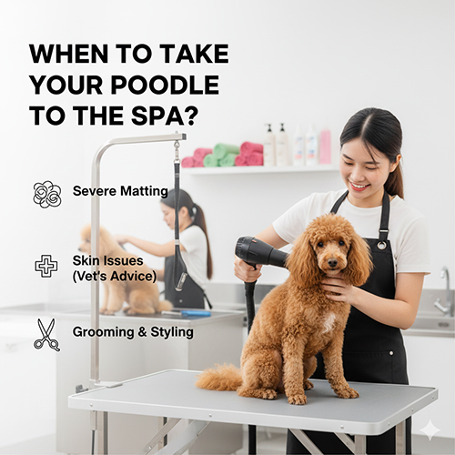 Chó Poodle được thợ spa sấy lông trên bàn grooming – minh họa khi nên đưa đi spa để tắm và tạo kiểu