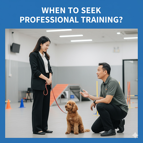 Khi nào nên nhờ trung tâm huấn luyện Poodle: khi bé lo âu mạnh, tăng động hoặc tự dạy 2–3 tuần không tiến bộ